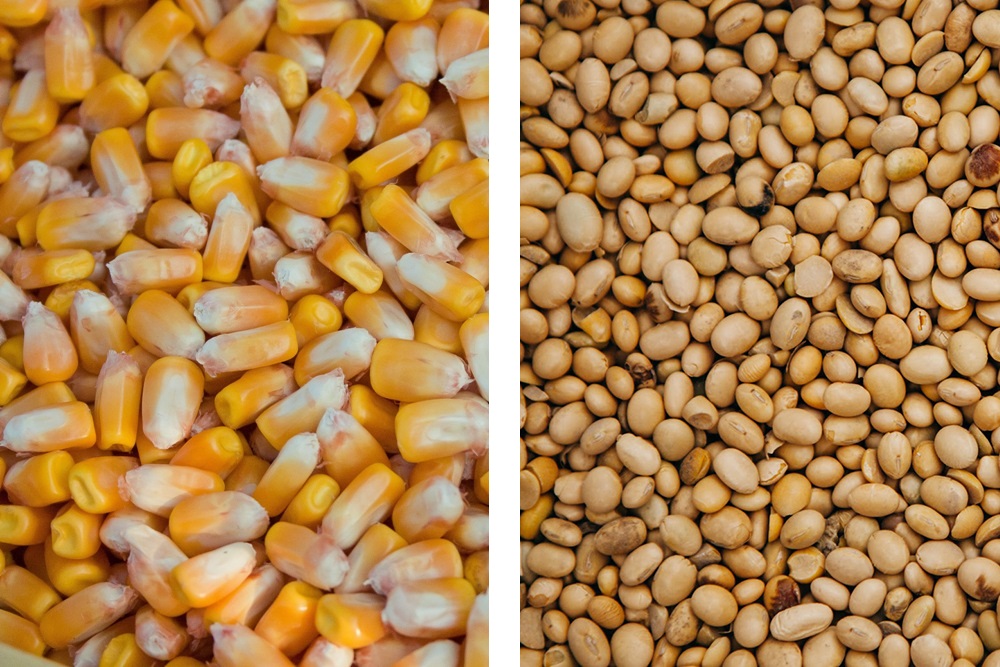 Compramos maiz, soya compro mayoreo, soya mayoreo pequeño, maiz