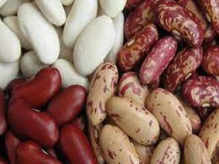 Frijoles de Ucrania al por mayor. Entrega a Europa,