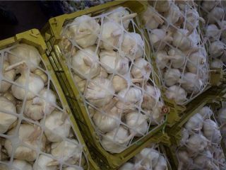 600 toneladas de ajo de primera para exportación Ajo