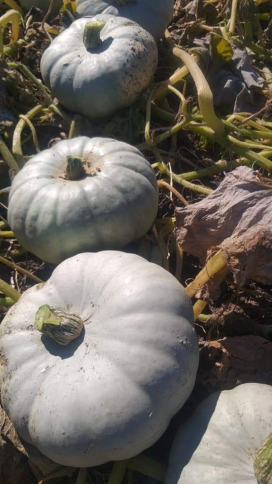 Bostan clasifica "Pastel orgánico" fruta del año 2021
