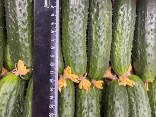 Venta de pepino molido (My Lato - Rusia), hasta