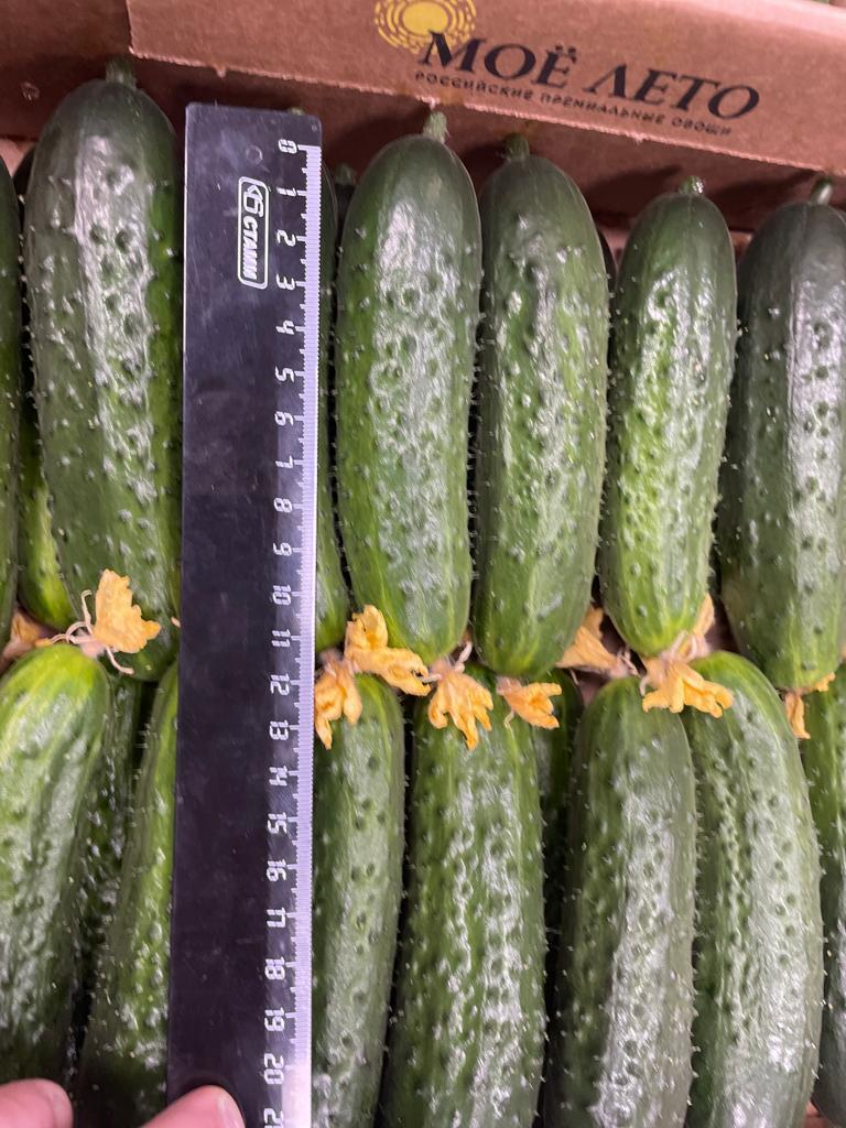 Venta de pepino molido (My Lato - Rusia), hasta 12 cm Entrega TIRO