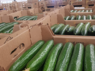 Venderé un pepino de invernadero (Mi empresa de verano