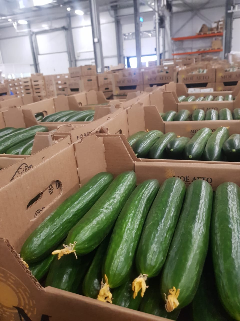 Pepino de invernadero (Mi empresa de verano - Rusia) Entrega TIRO No dude en ponerse en contacto conmigo