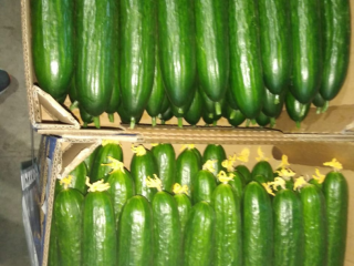 Pepino de invernadero a la venta (empresa Gorkunov-Rusia). Entregas