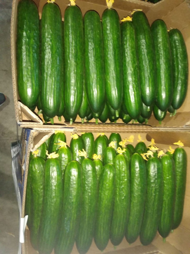 Pepino de invernadero a la venta (empresa Gorkunov-Rusia)
