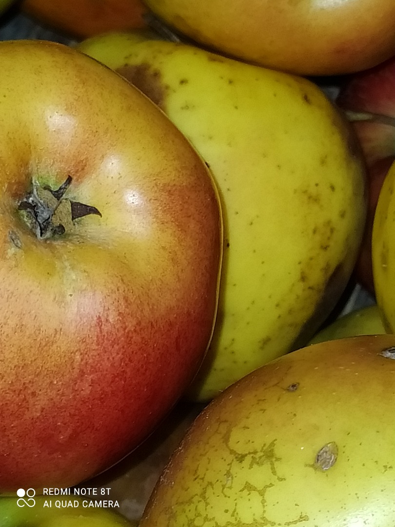 Manzanas Renet a la venta! Vendo manzanas de la variedad renet de mi propio huerto