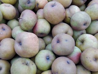 Se vende manzana Renet! Vendo manzanas de la variedad