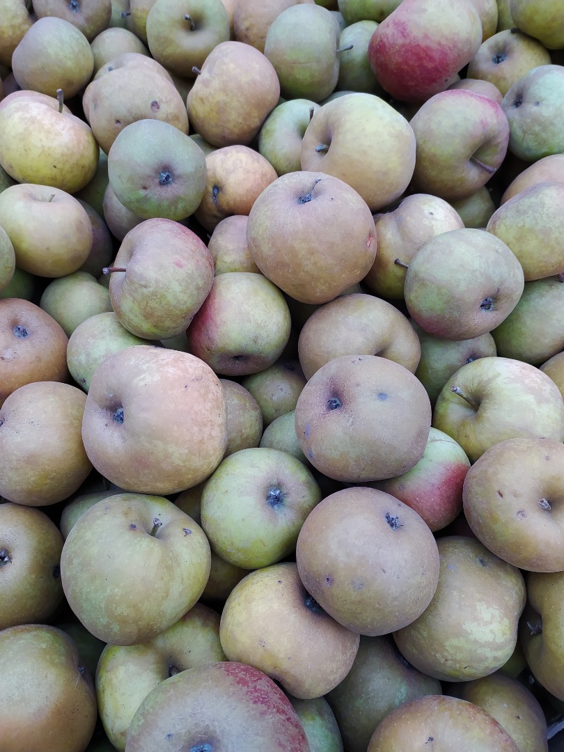 Se vende manzana Renet! Vendo manzanas de la variedad renet de mi propio huerto
