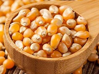 OGM y no OGM Maíz amarillo Grado A Origen: