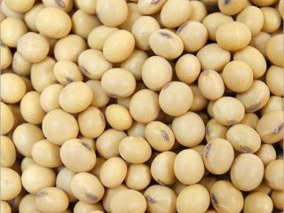 Soja GMO y No GMO Grado A Origen :Brasil