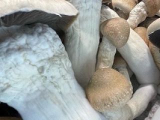 Venderé Champiñones Blancos (Rizen) envasados de 3 kg, 2,5