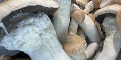 Venderé Champiñones Blancos (Rizen) envasados de 3 kg, 2,5 kg y 2 kg