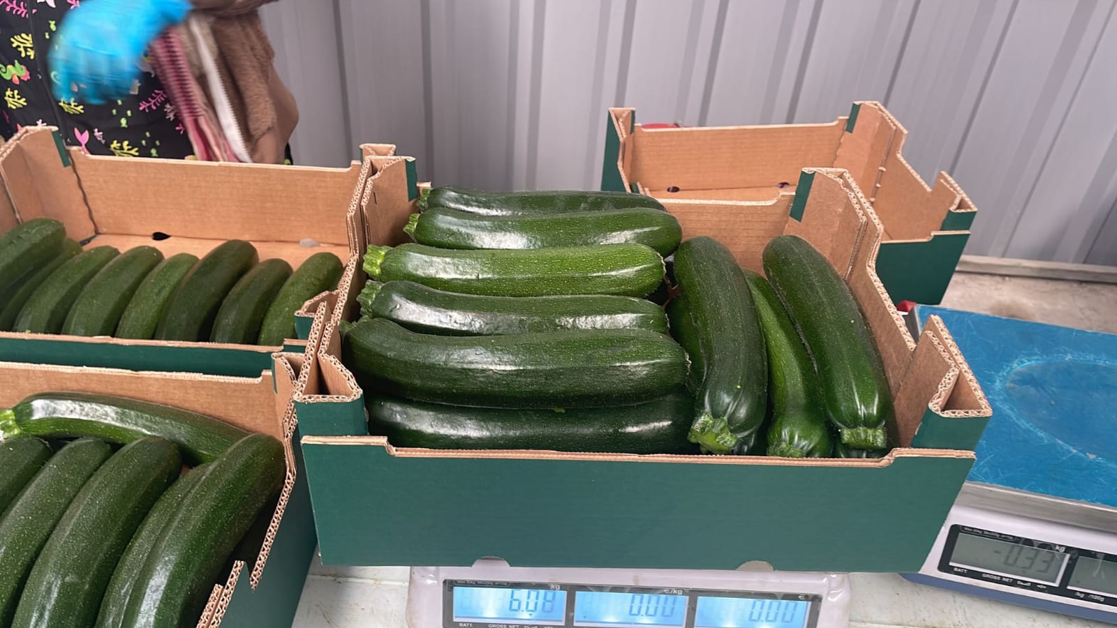 Calabacín ecológico Origen: España Calibración: 14/21 Palet: 720 kg Disponibilidad: diaria Entrega: DE, AT, IT El precio incluye la entrega en AT