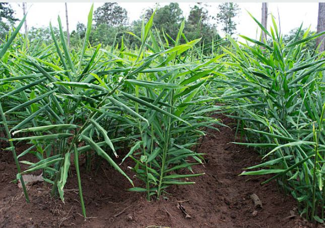 Djoy And Sons Agro Service Una de las mayores empresas agroexportadoras de África