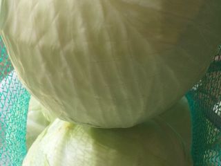 a la venta mercado blanco repollo kal 1-3 y