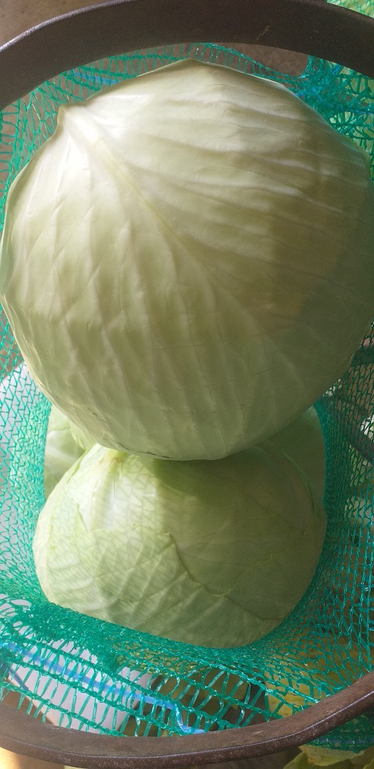 a la venta mercado blanco repollo kal 1-3 y repollo kal 3 + precio 1.2 -1.2 palets cantidades