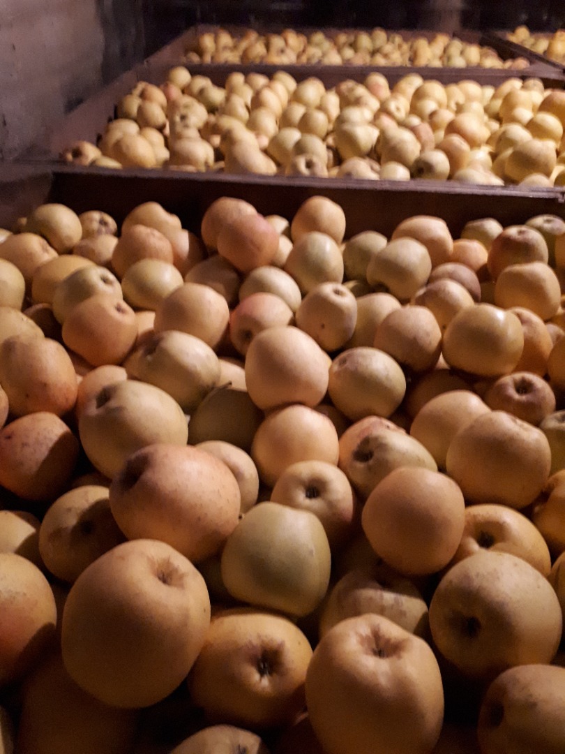 ¡A la venta, manzanas doradas con un precio neto o brillante de 1,3 lei / kg! Voinesti - Dâmbovița!