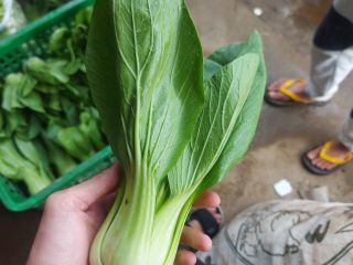 Producimos varios tipos de vegetales. Como tomates, bok choy,