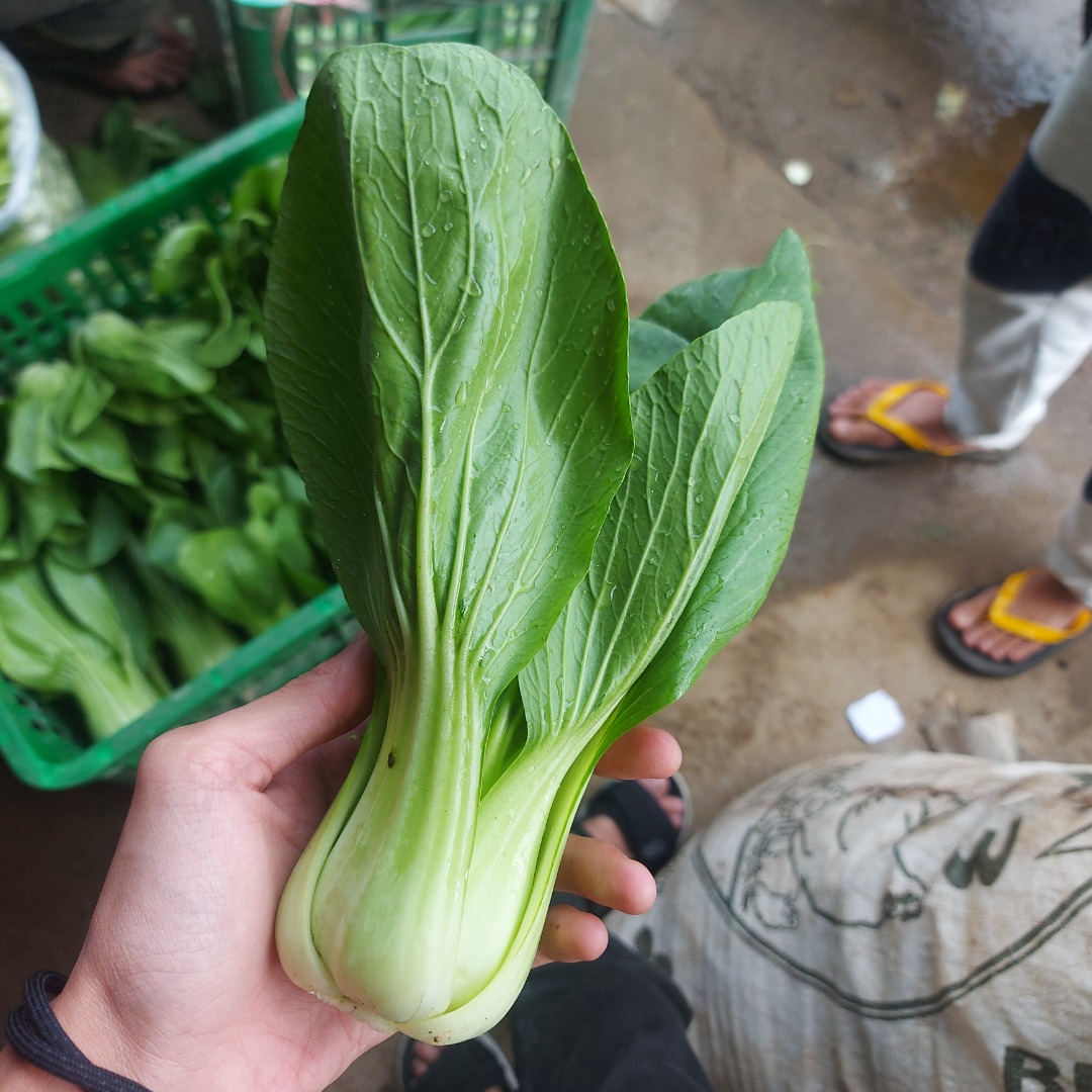 Producimos varios tipos de vegetales
