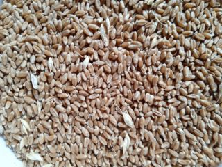 Tenemos trigo de molienda en Stock, proteín 12,5% HLW