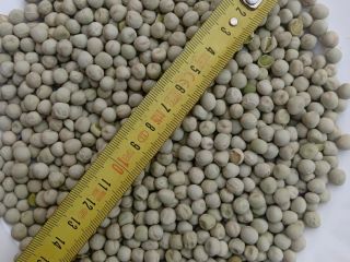 25Mt de hermosos guisantes verdes y 60Mt de guisantes