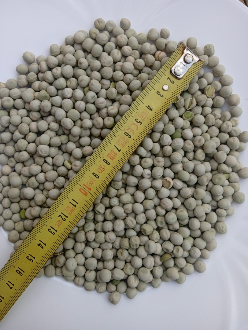 25Mt de hermosos guisantes verdes y 60Mt de guisantes amarillos