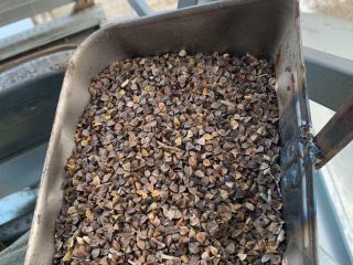 Vendo trigo sarraceno orgánico, certificado, pesado, con 14% de