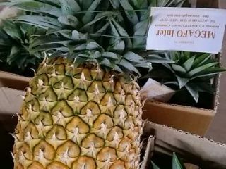 La mejor piña de Camerún. Suministramos piña fresca y