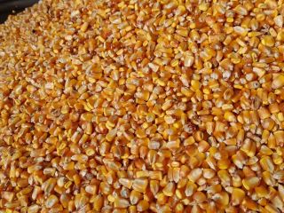 Venta de soja 50-60 toneladas 2,8 lei kg Granos