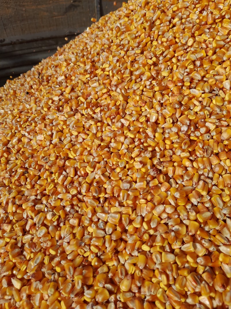 Venta de soja 50-60 toneladas 2,8 lei kg Granos de maíz 1,5 lei kg