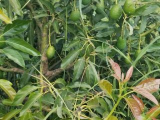 Aguacates maduros, seleccionados a mano, empacados en cajas, frescos