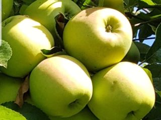 Manzanas golden, idared, maribel, gran calidad.