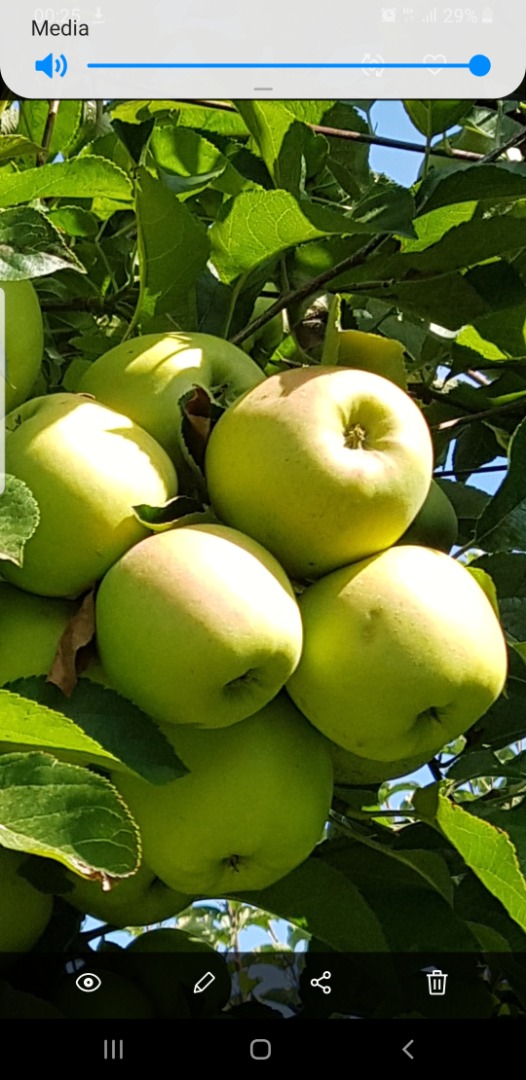 Manzanas golden, idared, maribel, gran calidad