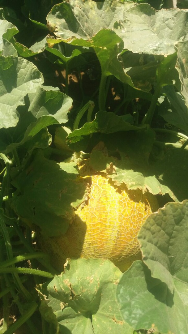 ¡Melones dulces de la República de Uzbekistán! ¡Podemos entregar nuestros melones a cualquier país del mundo! Pedido mínimo de 20 toneladas