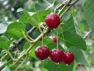 Estableceré cooperación con los productores de cerezas.
