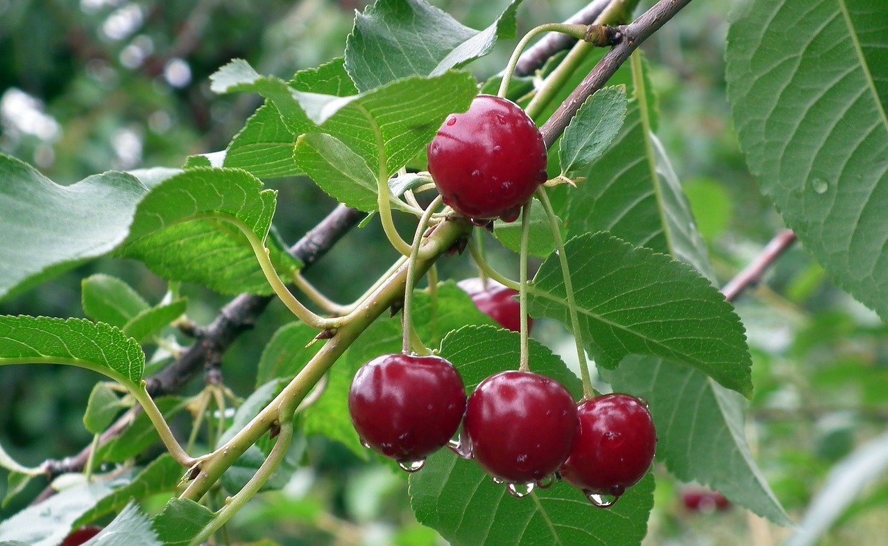 Estableceré cooperación con los productores de cerezas