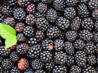 Compraré moras para exportación, pago en efectivo