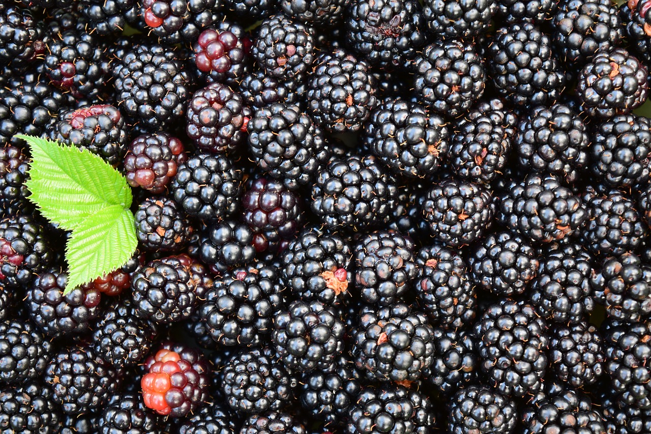 Compraré moras para exportación, pago en efectivo