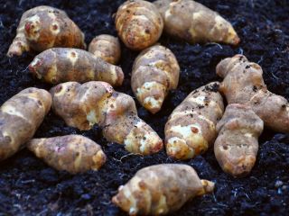 Topinambur- Alcachofa de Jerusalén directamente del campo. Ecológico, sin