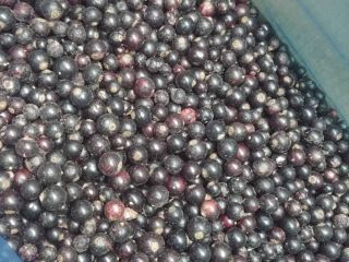 Ofrezco grosella negra congelada, envases de cartón de 10