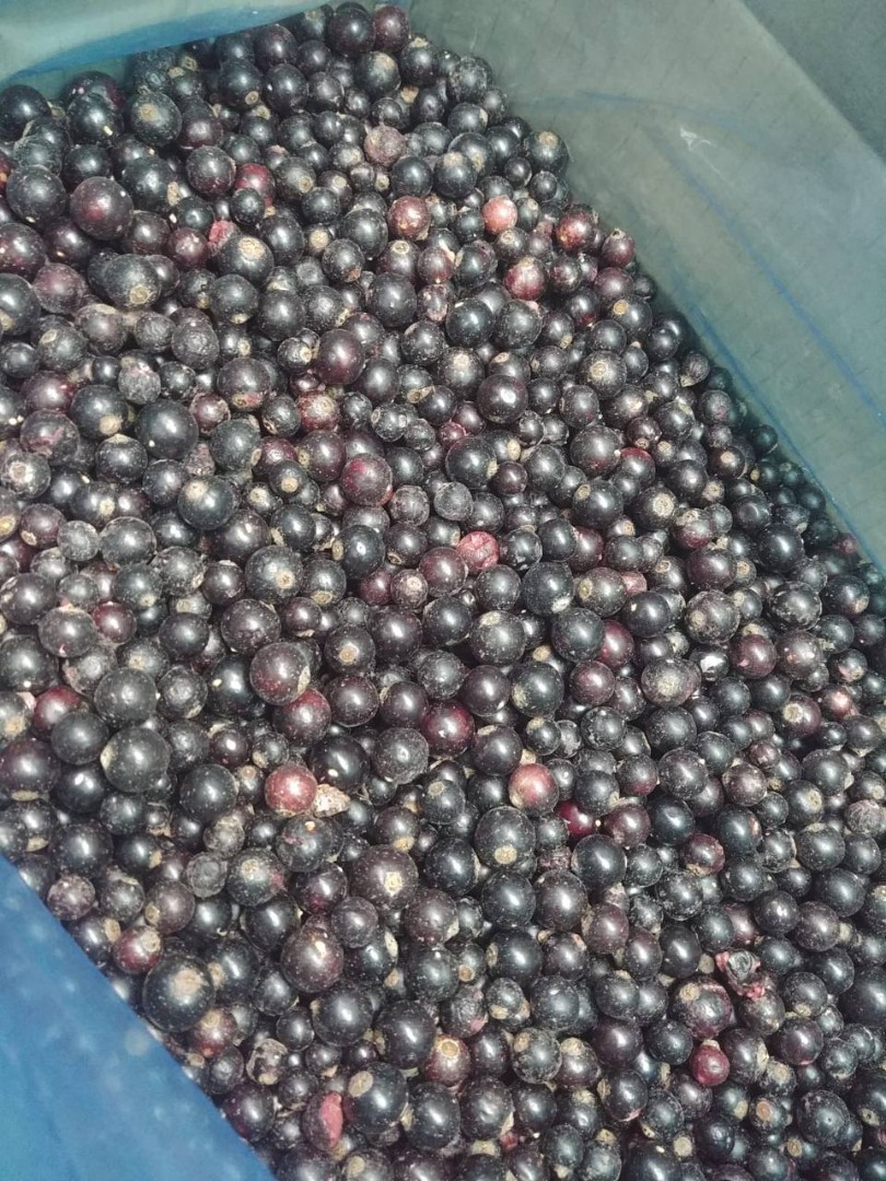 Ofrezco grosella negra congelada, envases de cartón de 10 kg