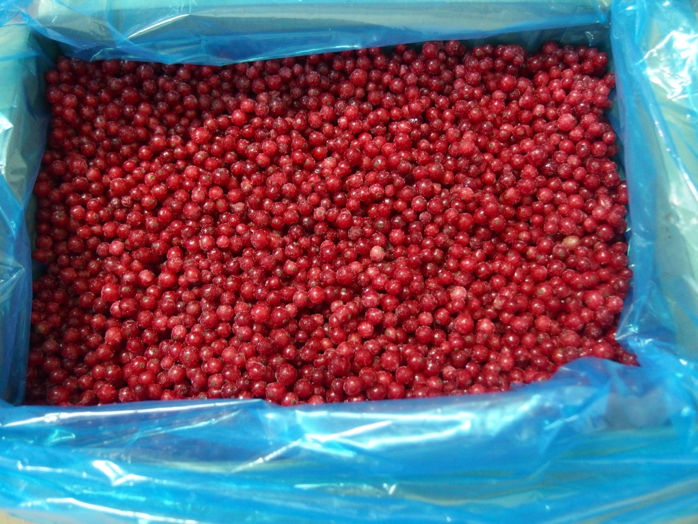 Ofrezco una grosella roja congelada, una caja de cartón de 10 kg y una bolsa de 25 kg