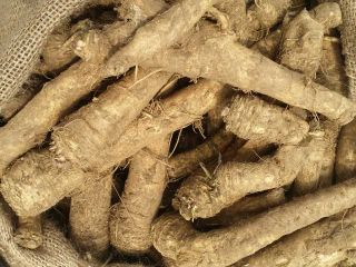 en la temporada 2022, suministramos raíces de rábano picante