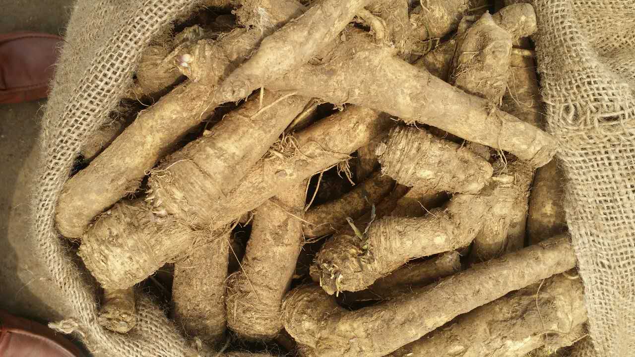 en la temporada 2022, suministramos raíces de rábano picante a un precio más alto debido a la poca cantidad disponible
