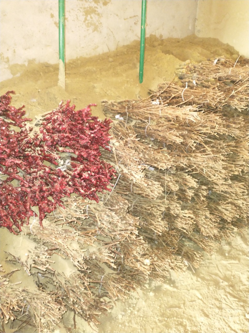 Vid injertada diversas variedades de mesa y vino