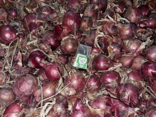 variedad: carmen calibre: 4-8 cm
