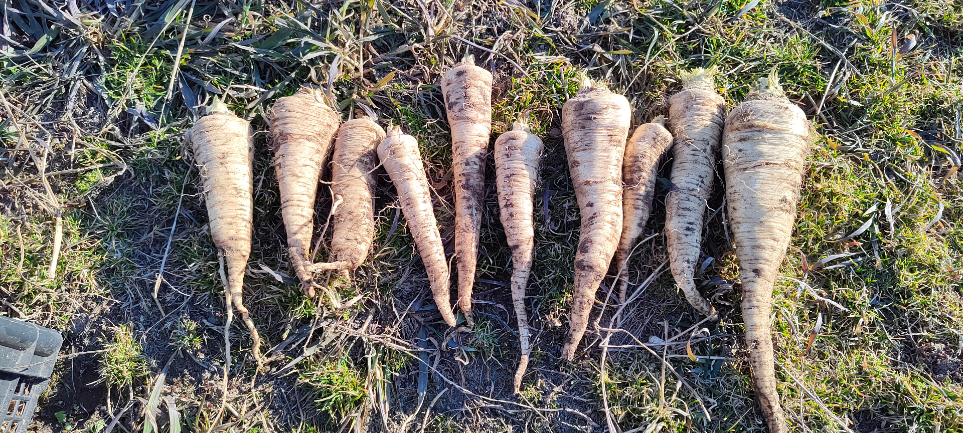 Venderé perejil Arat, aproximadamente 3 toneladas, grueso, sin lavar, sin oxidación