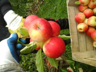 Compraré manzanas Rubinola 7+ en palet o en paquetes,