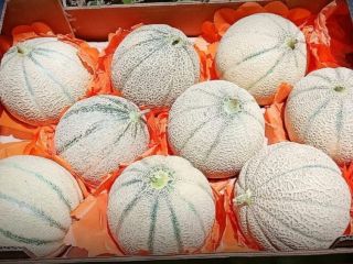 Ahora estamos #exportando #cantaloupe #fresco a nuestros #clientes #internacionales